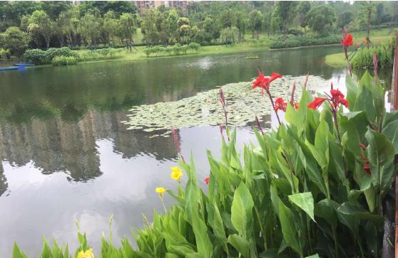 黑臭水體怎么處理？農(nóng)村黑臭水體治理方案